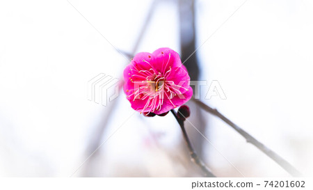 開花紅色花的紅李子 74201602