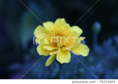 開花在庭院裡的花 開花在庭院裡的花 74201603