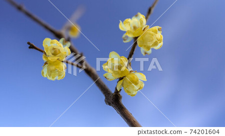 日本五香粉開黃色花 74201604