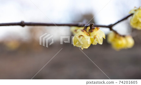 日本五香粉開黃色花 日本五香粉開黃色花 74201605