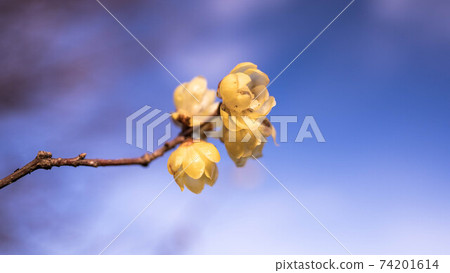 日本五香粉開黃色花 日本五香粉開黃色花 74201614