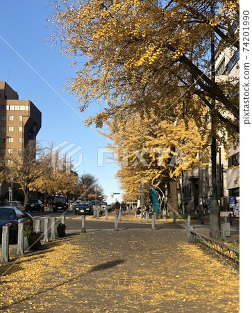 Gingko lined trees of Japanese main street 74201990