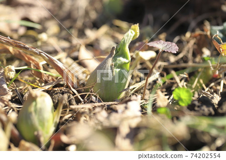 日本款冬花，款冬新芽 74202554