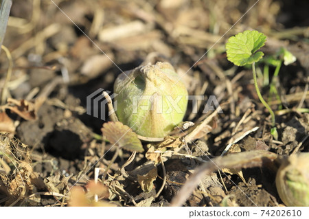 日本款冬花，款冬新芽 74202610