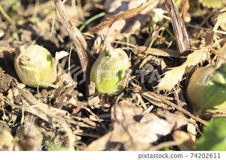 日本款冬花，款冬新芽 74202611