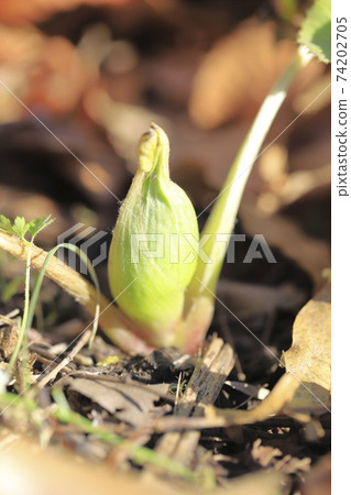 日本款冬花，款冬新芽 74202705