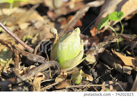 日本款冬花，款冬新芽 74202825