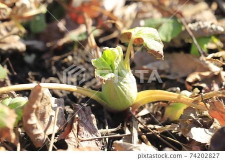 日本款冬花，款冬新芽 74202827