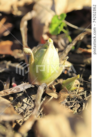 日本款冬花，款冬新芽 74202862