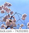 Double cherry blossoms 74202881
