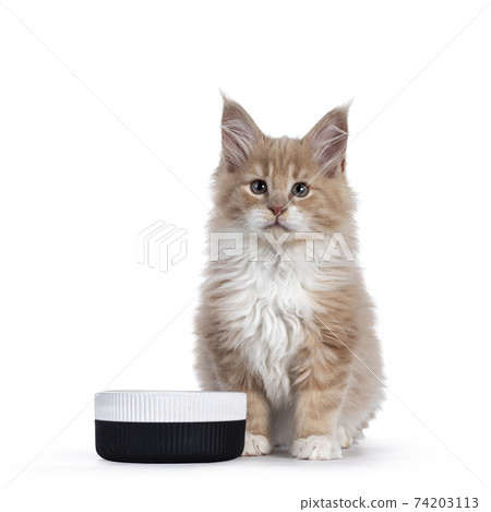 Maine Coon cat kitten on white background 74203113