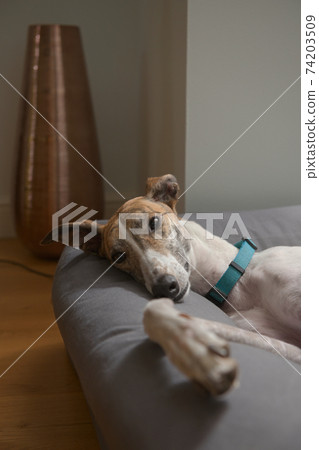 Big pet greyhound flops on her dog bed in a warm modern setting Big pet greyhound flops on her dog bed in a warm modern setting 74203509