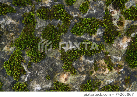 background, texture - green moss on the surface of the rock 74203867