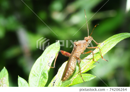 Hoop Heli Bug Hoop Heli Bug 74206264