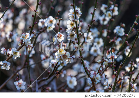 白李和芽,二月橫濱大倉山公園 白李和芽,二月橫濱大倉山公園 74206275