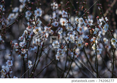 白李和芽,二月橫濱大倉山公園 白李和芽,二月橫濱大倉山公園 74206277