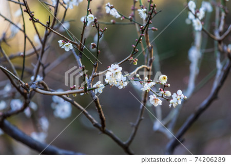 白李和芽,二月橫濱大倉山公園 白李和芽,二月橫濱大倉山公園 74206289
