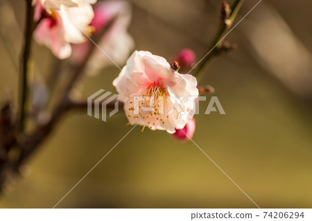 White plums and buds, February Yokohama Okurayama Park White plums and buds, February Yokohama Okurayama Park 74206294