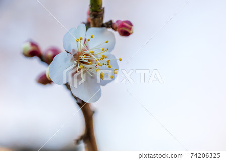 白李和芽，二月橫濱大倉山公園 74206325