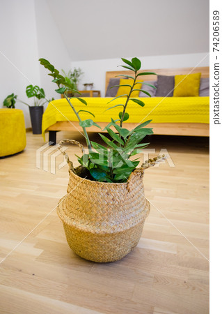 Plants serve as natural air cleaners and colourers Plants serve as natural air cleaners and colourers 74206589