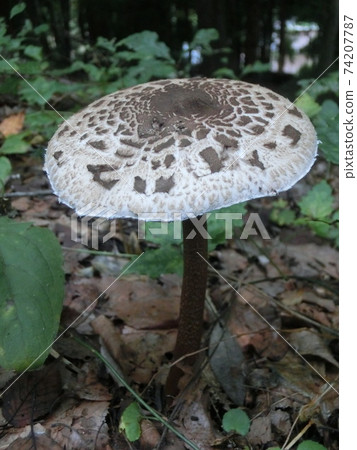 Parasol mushroom edible mushroom 74207787