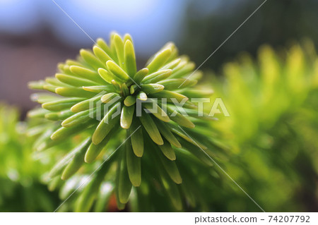 Closeup of the needle tips on a fir tree Closeup of the needle tips on a fir tree 74207792