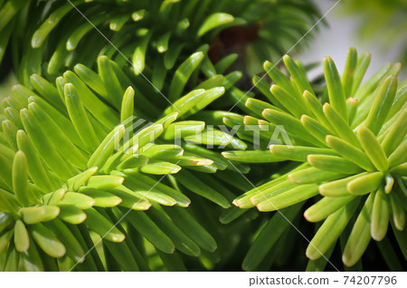 Closeup of the needles on a dwarf balsam fir Closeup of the needles on a dwarf balsam fir 74207796