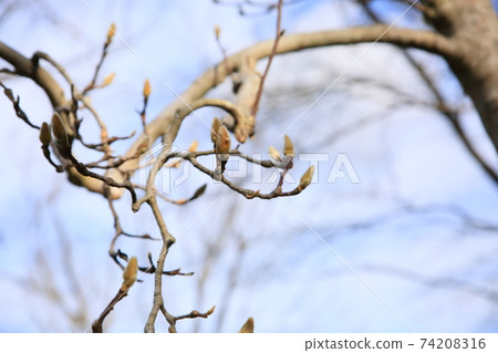 Buds of Haku Mokuren Buds of Haku Mokuren 74208316