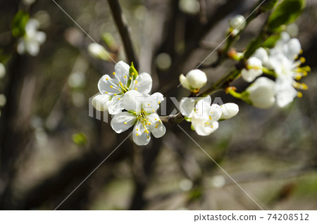 Beautiful white apple or pear blossom.Flowering apple pear tree.Fresh spring background on nature outdoors.Soft focus image of blossoming flowers in spring time. Beautiful white apple or pear blossom.Flowering apple pear tree.Fresh spring background on nature outdoors.Soft focus image of blossoming flowers in spring time. 74208512