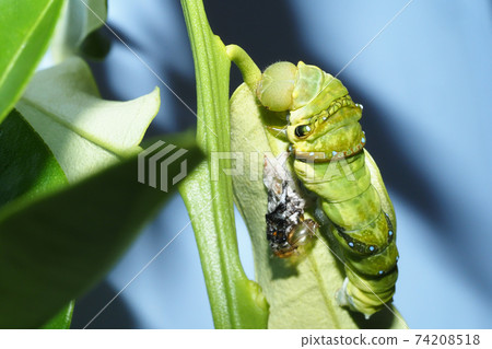 Papilio helenus larva and molting shell (5th instar today) 74208518