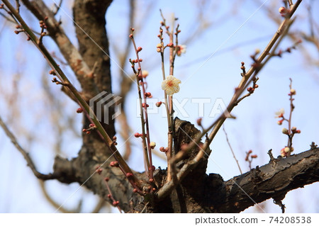 Plum blossoms, butterflies Plum blossoms, butterflies 74208538