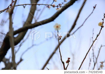 Plum blossoms, butterflies 74208540