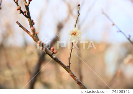 Plum blossoms, butterflies 74208541