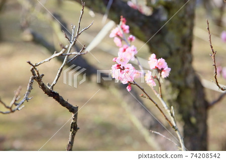 Plum blossom Red winter solstice 74208542