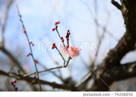 梅花@ Hagino 74208850