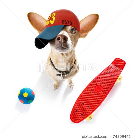 cool baseball cap urban dog 74209445