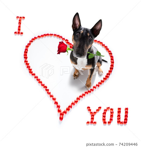 dog valentines love heart 74209446