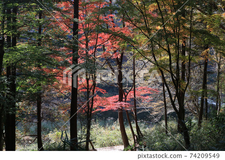 Arashiyama谷在秋天 74209549