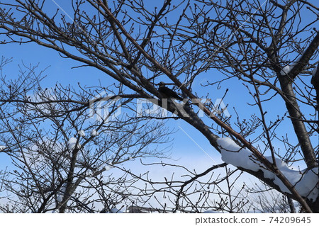 雪山口市一坂河 雪山口市一坂河 74209645