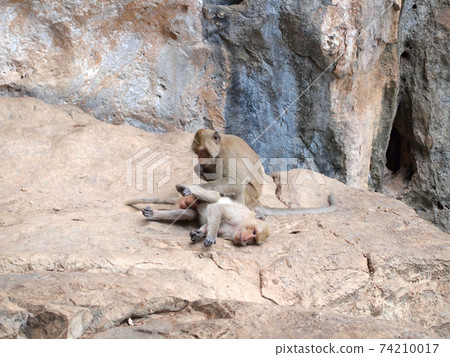 Thai asian wild monkey doing various activities Thai asian wild monkey doing various activities 74210017