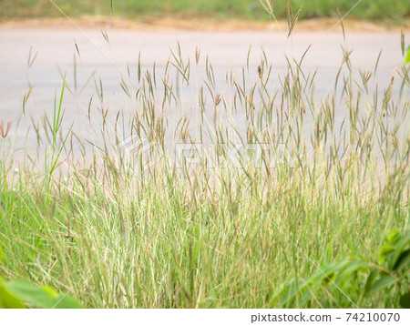 grassland background grassland background 74210070