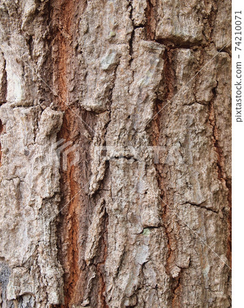 Tree bark texture 74210071