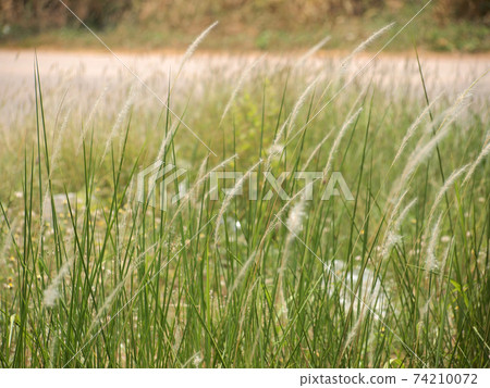 grassland background 74210072