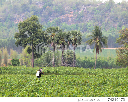 farmer spraying pesticide in the cassava field 74210473
