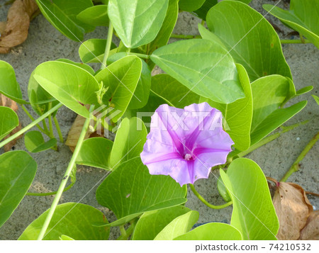 Ipomoea pes-caprae are blooming on the beach Ipomoea pes-caprae are blooming on the beach 74210532