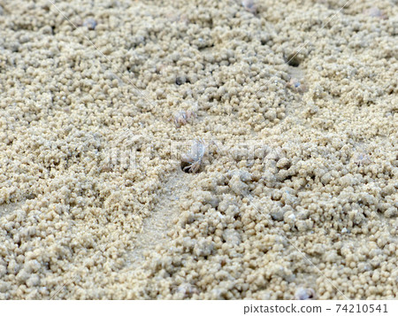 Tiny Ghost Crabs digging holes in the sand Tiny Ghost Crabs digging holes in the sand 74210541