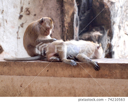 Thai asian wild monkey doing various activities Thai asian wild monkey doing various activities 74210563