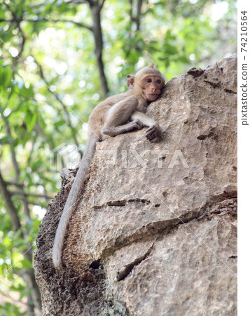 monkey climb on stone monkey climb on stone 74210564