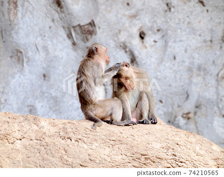 Thai asian wild monkey doing various activities 74210565