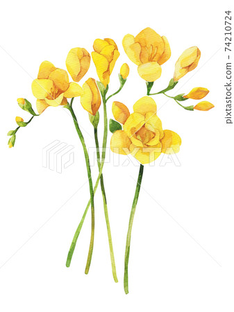 Freesia flowers watercolor - Stock Illustration [74210724] - PIXTA